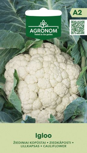 Cauliflower Igloo Seed.